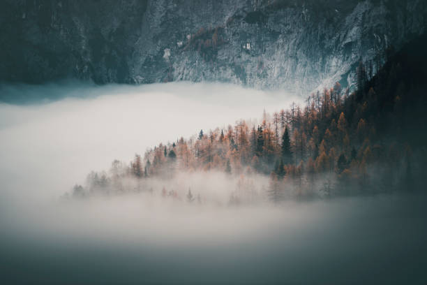istock Sunrise over forest and mountains in mist 2184018806
