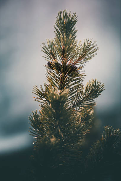 Close-up of conifer branches in mist, Slovenian Alps