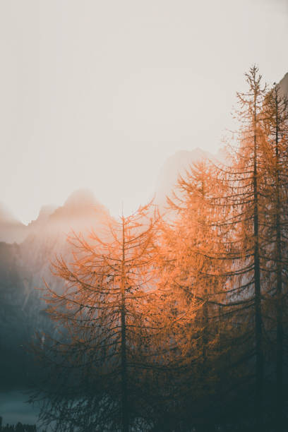 Sunrise over forest and mountains in mist, Slovenian Alps