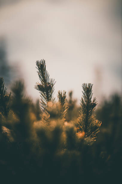 Close-up of conifer branches in mist, Slovenian Alps