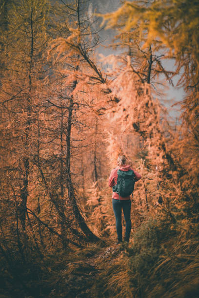 istock Young woman backpacks through larch forest in autumn 2184019044