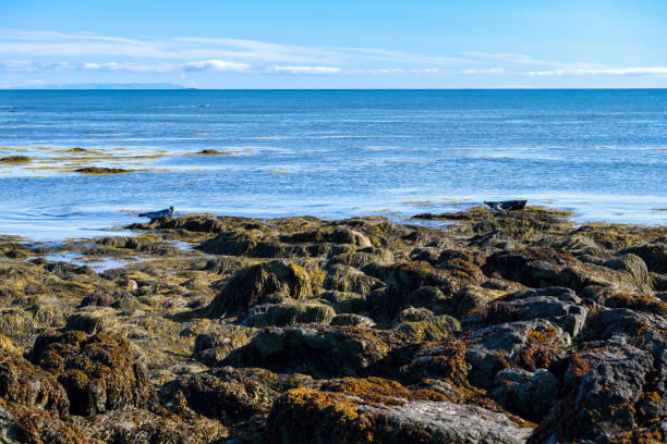 Seals on Ytri Tunga beach in Iceland