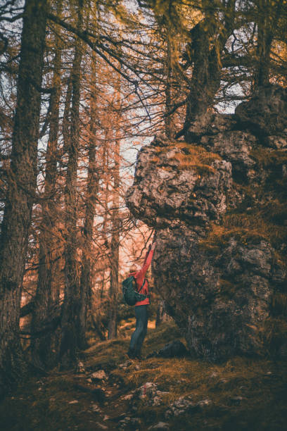 Young woman backpacks through Larch forest in autumn, Slovenian Alps