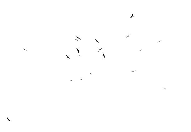 istock A flock of birds in flight isolated on a white background 2184020388