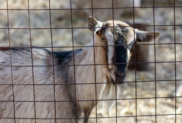 istock A goat is looking out of a wire fence 2184021038