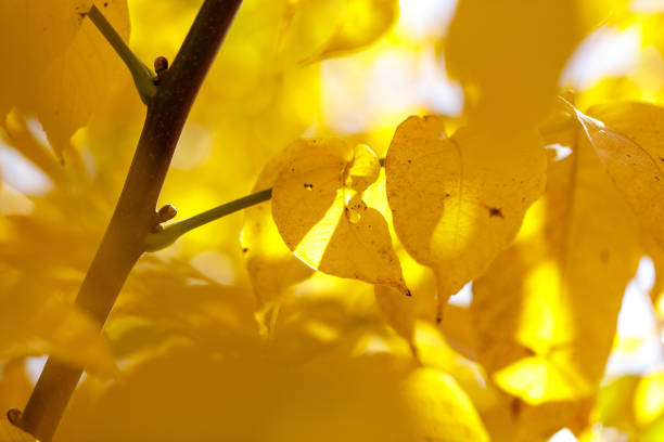 A branch of a tree with yellow leaves. The leaves are slightly wilted and have a few spots