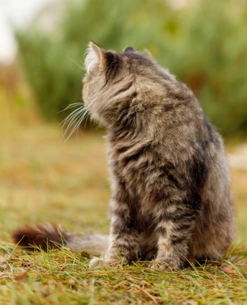 istock A cat is sitting on the grass and looking up 2184021321