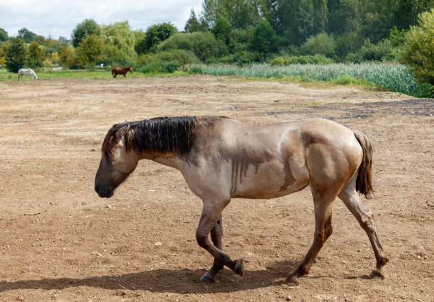 A stunning white horse is seen standing in a forest, its mane flowing elegantly with the serene surroundings of greenery, showcasing nature s beauty and the horse's grace.
