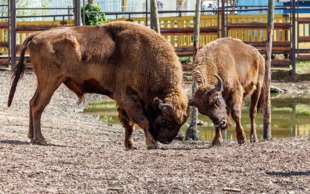 istock Two bisons are fighting in the park 2184021363