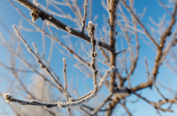 A branch covered in frost and snow. The sky is blue and clear. The branch is bare and has no leaves
