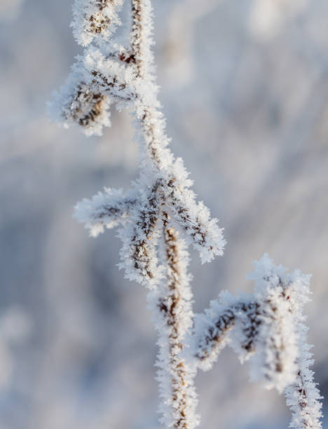 istock A branch covered in frost and snow 2184021428