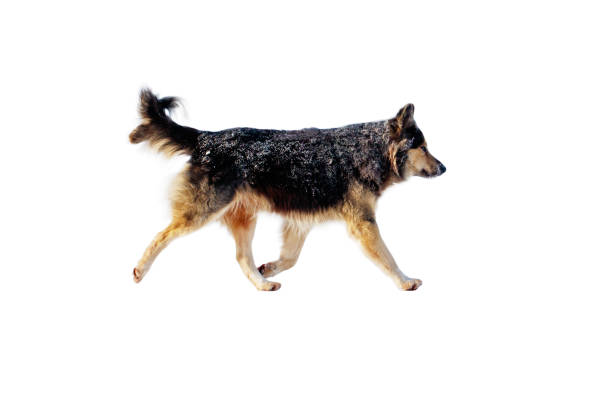 istock A dog is walking on a white background 2184021464