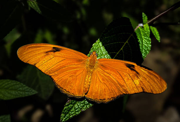 istock Vibrant Orange Julia Butterfly Resting on a Leaf in Tropical Forest 2184022943