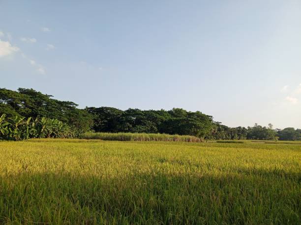 istock Green rice field with evening sunset 2184023828
