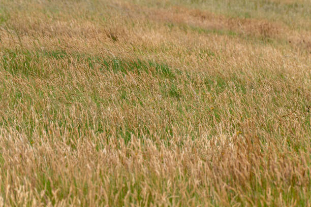 Thickets of grass, full frame. Steppe landscape. Thick grass. Brown grass field
