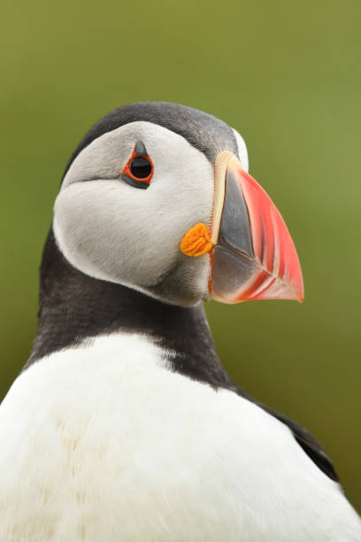 istock Atlantic Puffin Bird Portrait 2184027648