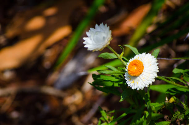 White wild common daisy in a spring season at a botanical garden, known as common daisy, lawn daisy or English daisy.