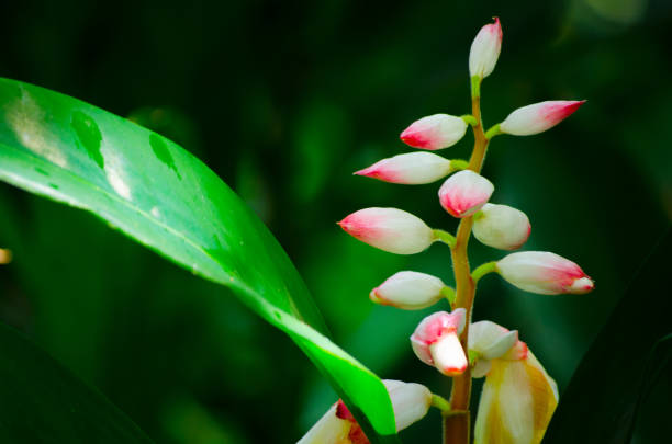 A Beautiful Pink shell ginger Alpinia zerumbet flower in a botanical garden is a tender herbaceous perennial in the ginger family (Zingiberaceae)