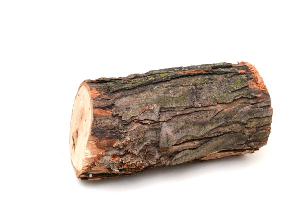 istock Wooden tree log on hiwte 2184031268
