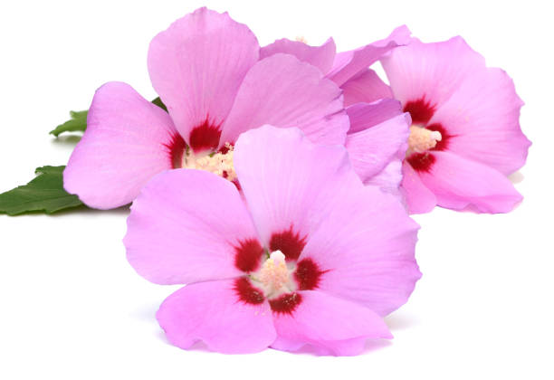 istock Pink hibiscus flower (Hibiscus syriacus) 2184031859