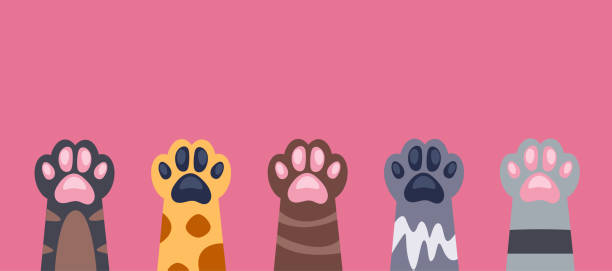 istock Cat paw pet animal cute kitten poster concept. Vector flat graphic design illustration 2184032536