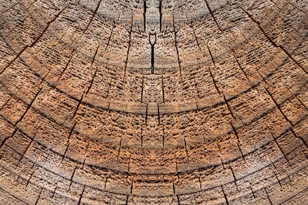 Texture of a pine wood log with some cracks on the surface