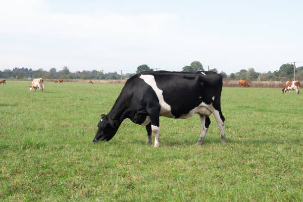 istock Cows graze in the pasture. Agriculture. Cattle breeding. 2184035072