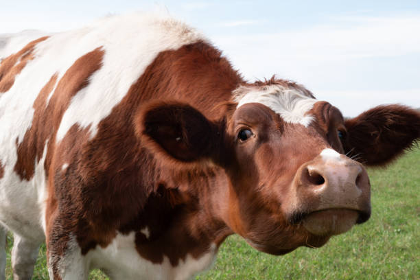 istock Cows graze in the pasture. Agriculture. Cattle breeding. 2184035837