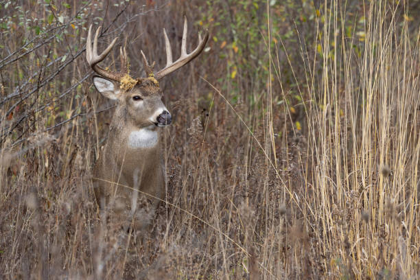 istock White-Tailed Buck Hidden in a Meadow 2184035950