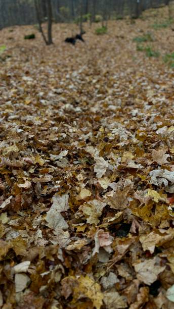 istock Forest floor of fallen leaves 2184037648