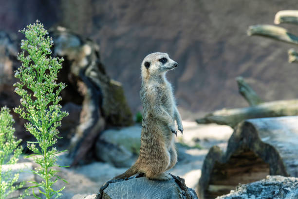 istock The meerkat stands and looks away. 2184039043