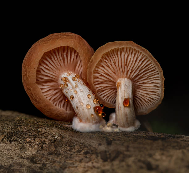 istock Wrinkled peach mushroom 2184040438