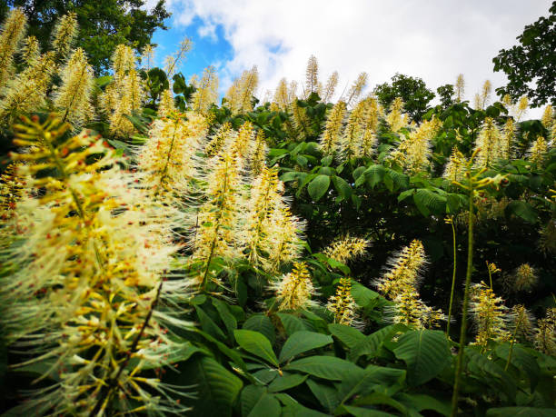 shrub horse chestnut