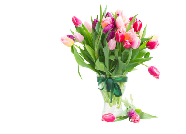 pink and violet tulips bouquet in vase isolated on white background