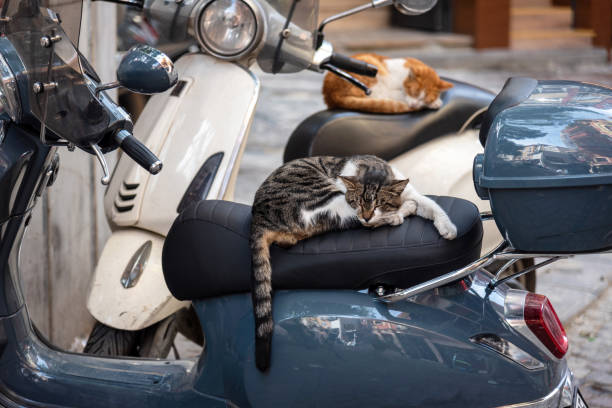 istock Cats sleeping on street bikes. 2184043563