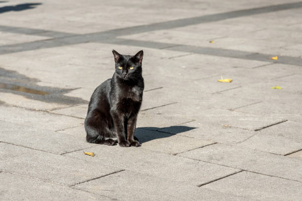 Black cat with yellow eyes.