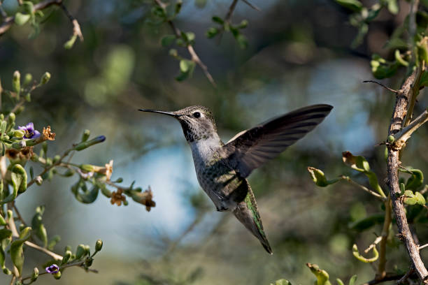 istock Hummingbird ready to suck nectar 2184044633
