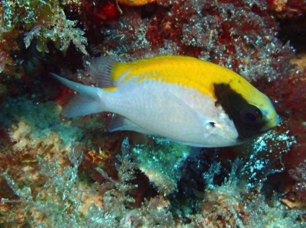 istock Blackhead Puller Fish Chromis Klunzingeri Damselfish Western Australia 2184044845
