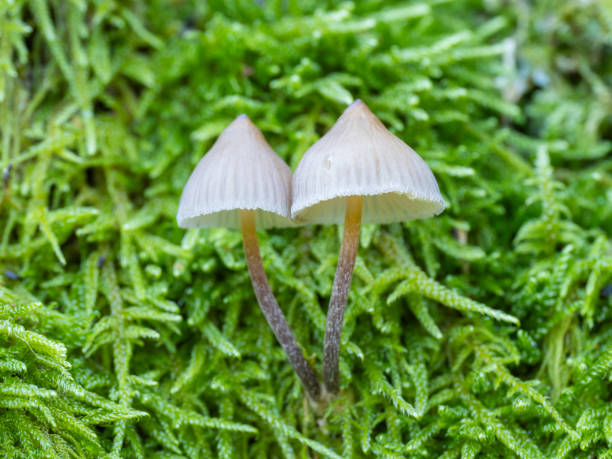 Small wild mushrooms in the forest in autumn