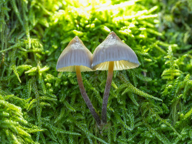 Small wild mushrooms in the forest in autumn