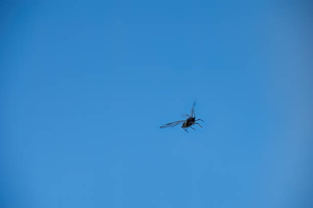 A close-up shot of a flying insect captured mid-flight against a vivid blue sky. The image highlights the insect's delicate wings and movement in a natural outdoor setting.