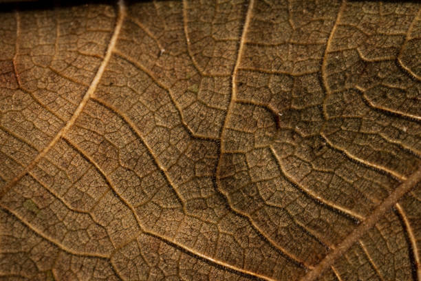 istock Macro of Dry Leaf Veins and Texture 2184049986