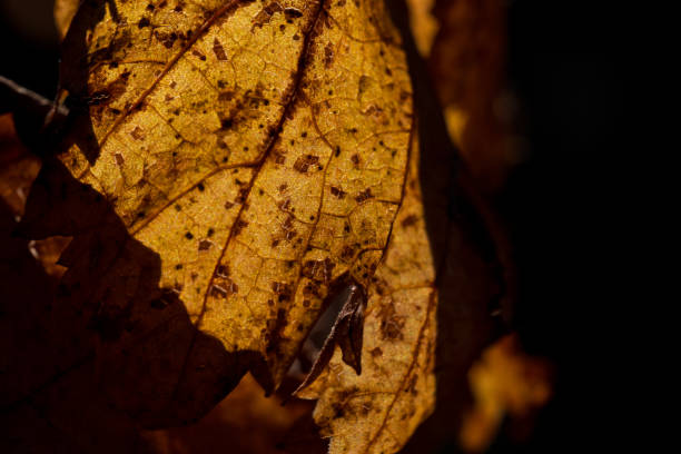 istock Close-Up of Spotted Autumn Leaf in Shadow 2184049988