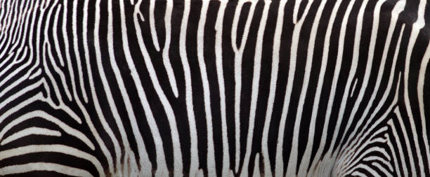istock Natural texture of the zebra skin. 2184051996