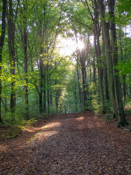 istock Trees in forrest woodland in fall late summer 2184053311