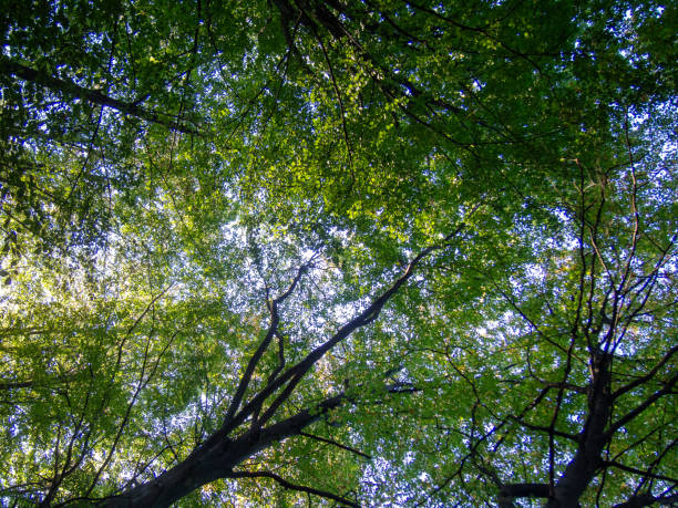 istock Trees in forrest woodland in fall late summer 2184053316