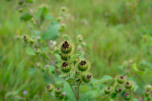 Prickly green seed pods stand out against a backdrop of vibrant grass, showcasing nature's resilience and beauty in a serene summer environment.