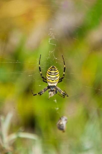 istock closeup shot of a spider Argiope bruennichi 2184054741