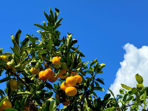 istock Mandarin tree with ripe fruits in Mediterranean orchard 2184055423