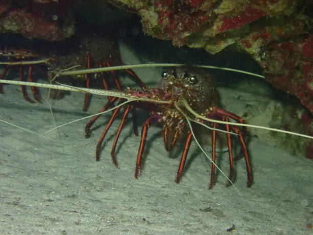 istock spiny lobsters in their underwater natural habitat 2184055977